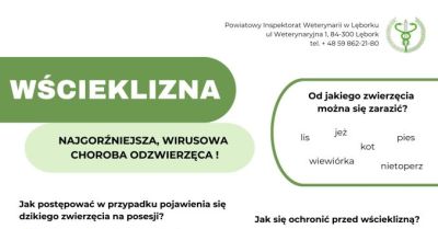Weterynarz prosi o działania po pogryzieniu przez lisa w Rąbce
